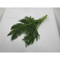 채소플러스 허브 딜 100g 생잎 향신료, 1개