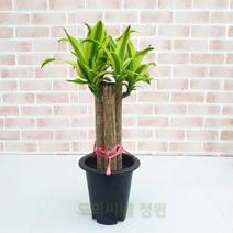 도희씨네 정원>> 산뜻한 컬러감 컬러 황금죽 중형 290″ class=”wr-img”></a></div></p></div></p></div></p></div><div class=