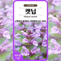 캣닙 개박하 씨앗 캣닢씨앗 (800립) /허브/박하