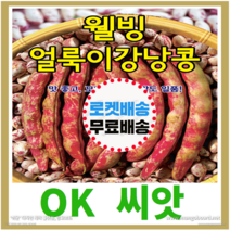 [OK씨앗] [웰빙얼룩이강낭콩] 강낭콩씨앗 종자(오케이씨앗), 30g