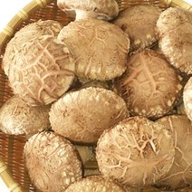 삼촌밥먹자 영동 직송 향긋한 생 표고버섯 500g, 생표고버섯(가정용) 500g