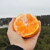 제주 진우네 한라봉 못난이한라봉 노지 하우스 가정용 선물세트 3kg 5kg, 한라봉 3kg 선물용(로얄)