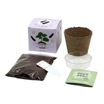 씨앗 식물 키트 새싹 키우기 옥수수 모종 재배 화분