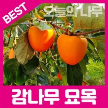 합리적 가격의 감나무묘목(대봉.대왕대봉.부유단감.조추단감 태추단감.둥시등), 태추단감 접목묘 중묘