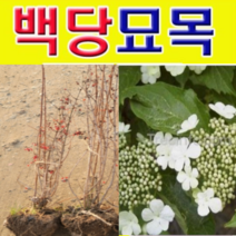 (D소망)백당나무 묘목 3년생 결실주 1그루, 1개