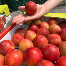 자두 대석 피자두 후무사 도담 추희 하우스 1kg 2kg 2.5kg, 1개, 2.5kg 대과 20과 내외