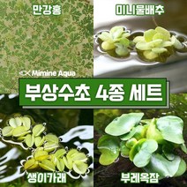 둥둥 수조 위 뜨는 부상 수초 키우기 4종 세트 SET3, 1세트