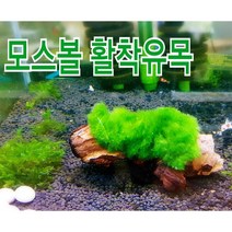 아쿠아마켓 모스볼 활착유목, 1개