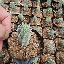 [해뜰다육] 구갑기린(소) 다육식물 선인장