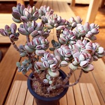 러브코리아 동글동글 통통한 분홍 방울복랑 중품 다육식물1-180 랜덤, 단품, 1개