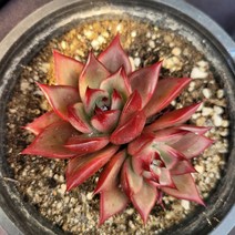 [메카다육]71-1114 레드플럼 쌍두(2두 자연군생) 화분포함 다육식물 선인장 다육금 다육철화 두들레야 아프리카식물 코노피튬 하월시아 수입다육이 국민이, 1개