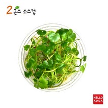 수초-노치도메 소스1컵-낮게 퍼지는 전경용 어항식물, 없음