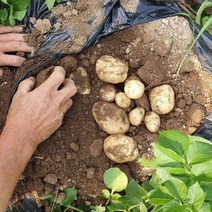 2022년 산지직송 강원도 두백 수미 햇감자 분감자 감자 3kg 5kg 10kg, 1박스, 감자 특(찜,요리용) 5kg