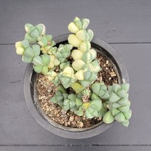 꽃다리 벽어연금 13 다육식물 다육금 아이만배송, 1개