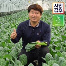 서민갑부 클로렐라 케일 쌈용 즙용 샐러드 녹즙 주스용 양주농부 쌈야채 1kg-1.5kg, 1박스, 클로렐라 케일 1kg (즙용)
