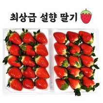 [햇쌀맘] 전세계 수출 산지직송 고당도 논산 설향 딸기 (특) 800g 최상급 백화점 임산부 특급포장 병문안 설 선물, 800g 1팩