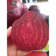 국내산 싱싱한 제주 레드비트 2kg 3kg 산지직송 제주비트 알비트 비트 겨울비트 알 산지직송 생비트 제주비트