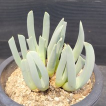 꽃다리 체리톱스 대품군생 43 다육식물 아이만배송