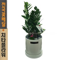 치타플라워 승진축하화분 금전수 탁상용 [DO04-w] 영전 승진 이사 개업 사무실 실내 공기정화 식물 관엽 축하화분