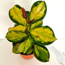 리사호야 호야키우기 꽃도매시장 희귀식물 실내공기정화식물 공기청정식물, 단품, 1개