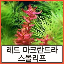 수초하우스) 레드 마크란드라 스몰리프, 7줄기(싸게더많이)