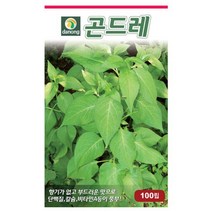 곤드레고려엉겅퀴씨앗 100립 XZ, 없음