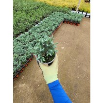 10~25cm 블루버드 나무 소품 29