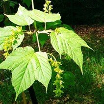 가재울통상 벌나무(산청목) 묘목_5주 키움원예 약용수 0-93-056934-53ea, gajae5407 본상품선택