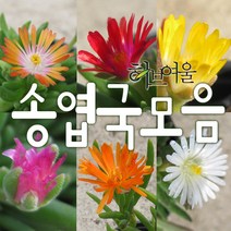 송엽국모음(노지월동/미니종5개/애기종/오렌지스타/신월) 지름 9cm 소품다육화분, 미니송엽국오렌지