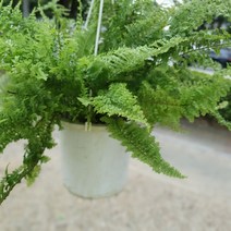 식물공장 뉴보스턴고사리 35~50cm 119 공중식물 행긴 반려식물 플랜테리어