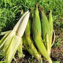 동강산들애 햇 미백 찰옥수수 상품(15cm이상), 찰옥수수 상품(15cm이상) 30개