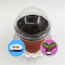 [21세기] 메시지콩 뿌리관찰 1인용