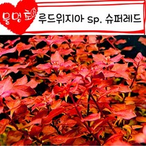 루드위지아 슈퍼레드(3촉)