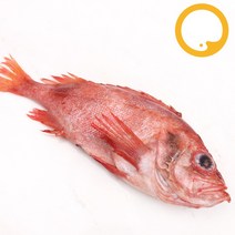 도매 적어 장문볼락 빨간고기 열기 200/400 약8.5KG(약28미)