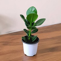 실내공기정화 크루시아 관엽 식물 포트