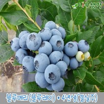 착한가격 나무생각/블루베리(블루레이)/4년생/결실주, 주