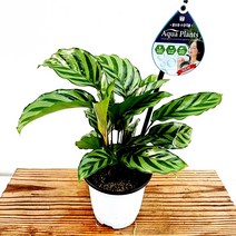 꽃나무팜 아쿠아플랜츠 칼라데아 프레디 미세먼지제거 기도하는식물 수경재배