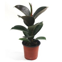 고무나무 키우기쉬운 실내 공기정화식물 미세먼지제거 식물 키우기