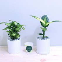 꽃피우는청년 새집증후군 제거 실내공기정화식물 2종 세트 (마리안느 싱고니움), 유광 원형 화이트