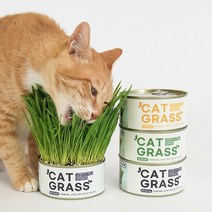 인기 고양이먹는식물 추천순위 TOP100 제품 목록