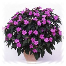 [꽃모종]산파첸스 : 8cm분, 비고로스 라벤더 스플래쉬, 1개