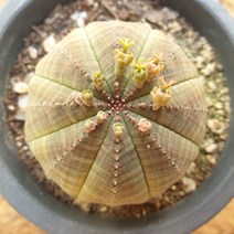 [수암다육] 오베사 랜덤발송 Euphorbia obesa 랜덤발송 다육 다육이 다육식물 256