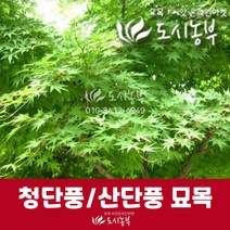 단풍나무 묘목/ 청단풍/ 산단풍/ 묘목 실생1~3년 판매, 청단풍 실생2년 특묘(7주)