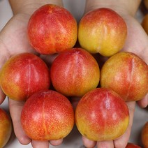 청송 추희 자두 특상품 3kg 새콤달콤 제철 과일 마지막 자두, 1개