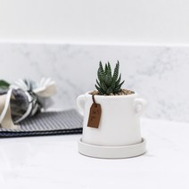 월동자 화이트 무광세라믹화분 SET