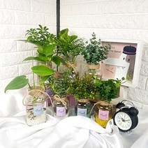 미스터허브 초보자용 수경재배식물 수경식물 수경화분 모종 키우기, 02_페퍼민트