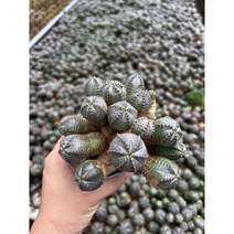 (랜덤상품 - 11번) 몬스터오베사 다육이 다육식물 자연군생 묵은둥이 - ﻿Euphorbia pseudoglobosa