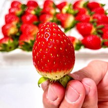 [산지직송] 설향딸기 스마트팜재배 새콤달콤한 토종 품종 750g 1.5kg 팩구성, 설향딸기 750g 2팩