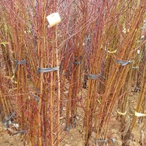 복숭아(백도) 서왕모 특묘목 1주 유실수 묘목 과실수 _0619EA, !D! 본상품선택, 1개