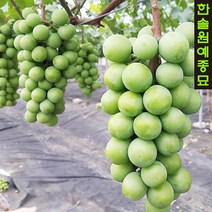 샤인머스켓 청포도(망고포도) 삽목 묘목, 02. 삽목2년 포트, 1개